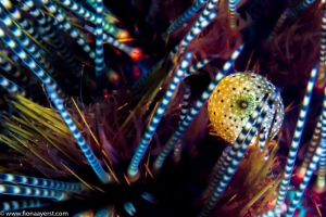 Inside of a sea urchins spines